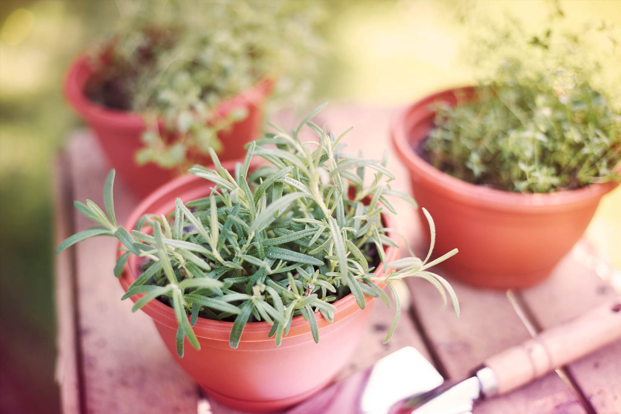 aromatiques